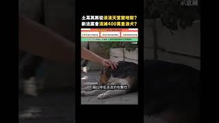 土耳其將從浪浪天堂變地獄？新法案會消滅400萬隻浪犬？｜志祺七七 shorts [upl. by Emelen]