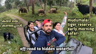 mudumalai tiger reserve early morning Jeep Safari  bear spotted 😱  elephants  wild guar Bandipur [upl. by Acceb]