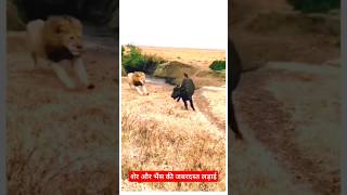 Lion Vs buffalo fight  animal attack  Jurassic  Jurassic Park  lion fight  short  cartoon [upl. by Thordia]