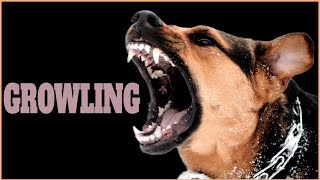 Growling Sound Effect That Make Dogs Go Crazy [upl. by Sirkin]