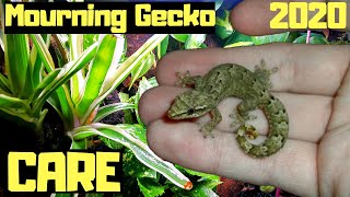 Mourning Gecko Care And Setup 2020 [upl. by Aseek]