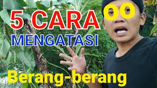 Cara mengatasi berangberang sero hama kolam ikan dengan 5 Cara [upl. by Ahser]