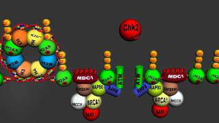 DNA Damage Response to doublestranded DNA break  Homologous Recombination v 40 Full HD [upl. by Alec]