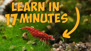 Learn How to Keep Cherry Shrimp in Just 17 Minutes 🦐 [upl. by Spiegelman787]