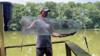 How to make a quick and easy fish basket trap to catch minnows for bait [upl. by Wesley]