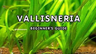 VALLISNERIA PLANT DETAILED GUIDE FOR BEGINNERS  EELGRASS  TAPEGRASS  JUNGLE VAL [upl. by Galliett]