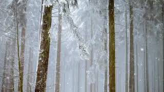 Relajación en 5 minutos escuchando sonidos de VENTISCA y TORMENTA de NIEVE en un bosque de árboles [upl. by Phipps]