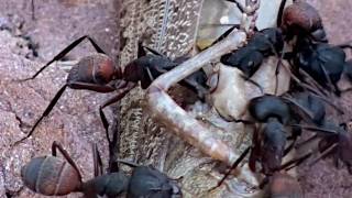 The Attack of Camponotus cruentatus [upl. by Maggs]