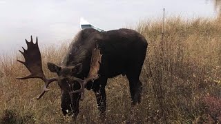 Nakina Ontario Fly In Moose Hunt Boreal Forest Outfitters [upl. by Airot]