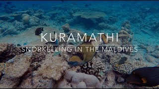 Snorkelling in The Maldives  Kuramathi  2015 [upl. by Eirek]