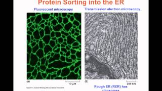 Intracellular Compartments and Transport  Part 1 [upl. by Acirtap632]