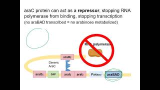 The Arabinose Operon [upl. by Resor]