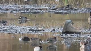 Green Sandpiper  Lochore MCP  Fife  12112024 [upl. by Archie473]