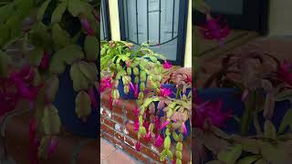 Zygocactus Schlumbergera Christmas Cactus Thanksgiving Cactus [upl. by Trista]