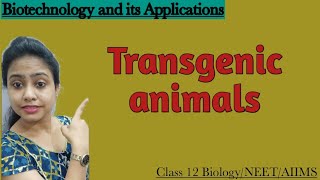 Transgenic animals  Ch12 Biotechnology and its applications  Class 12 BiologyNEETAIIMS [upl. by Ardnusal]