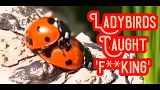 FUNNY Naughty ladybirds caught having fun in the garden 🤣🤣🐞🤣🤣 ladybug insects bugs beetles [upl. by Shear828]