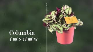 Tradescantia zebrina  Silver Sicilian [upl. by Nadda]