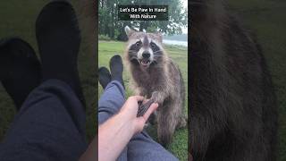 Holding Hands With Wild Raccoon [upl. by Orgalim]