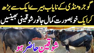 Today Gojra Maweshi Mandi  Buffalo Fresh Rates Update  Buffalo Mandi 2024 [upl. by Caddaric]