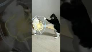 63 🐱❤️🐶 I will use magic shield cat dog funny funniest pet moments best pet compilation pets [upl. by Saddler]