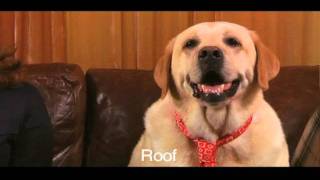 Funny Talking Dog Commercial  FoldFlops [upl. by Broadbent148]