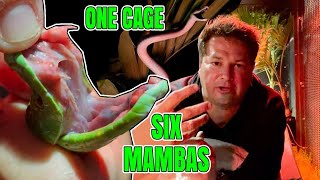 One Night In The Cage Of Death with 6 Mambas [upl. by Ocsisnarf]