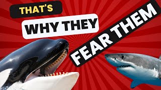 🦈Why Are SHARKS SCARED of ORCAS 😱🐋amazing facts wildlife shark animals [upl. by Ijok]