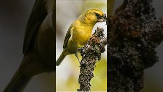 Meet the Endangered and Rare Maui Parrotbill birds wildlife nature [upl. by Kcirddes630]