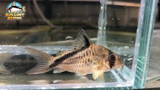 Corydoras melini  MALE amp FEMALE [upl. by Bertrando927]