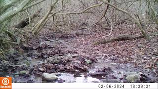 Spivey Trail Cam Coydog Pondering [upl. by Hoopes]