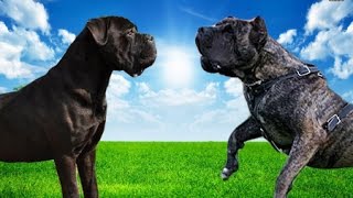 Cane Corso vs Dogo Canario Highlights [upl. by Lellih]