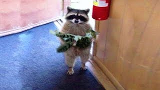 Funniest Moment Between Raccoons And Cats FUNNY VIDEO [upl. by Lief]