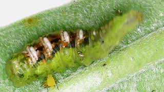 Shorttailed Aphideater larva eating aphids Eupeodes pomus [upl. by Giff]