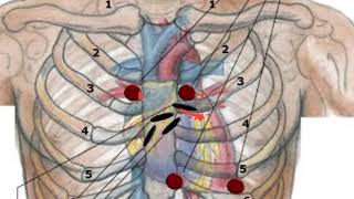 Surface Marking and Auscultatory Areas of Cardiac Valves THORAX [upl. by Nawuq996]