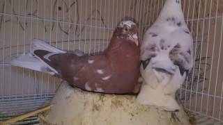 2017 Birmingham Roller Pigeons Breeding Begins [upl. by Namzaj]