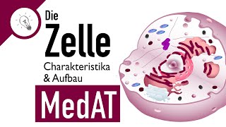 Die Zelle  Aufbau amp Charakteristika  MedAT  Biologie [upl. by Eb]