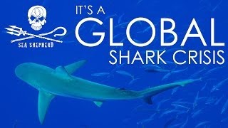 Operation Apex Harmony Global shark crisis  POWERFUL VIDEO [upl. by Enorahs]