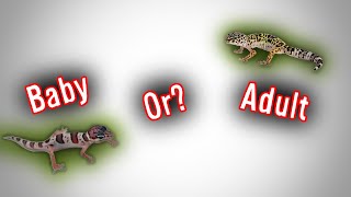 Simple Guide To Leopard Gecko Life Stages [upl. by Nnaeus]