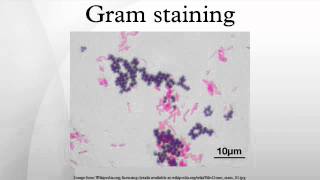 Gram staining [upl. by Naniac]