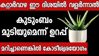 വീട്ടിൽ കറ്റാർവാഴ ഉള്ളവർ ഈ തെറ്റ് ചെയ്യല്ലേ കുടുംബം നശിക്കും Malayalam astrology  vastu [upl. by Bennir]