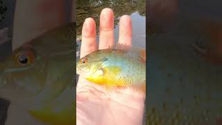 First Fish Caught On My New Tenkara Rod creek fishing creekwaterflyfishing fishing [upl. by Noland]