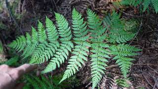 Spiny wood fern Dryopteris expansa [upl. by Enitsirhc91]