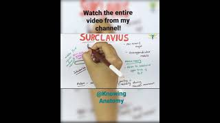 Muscle  Subclavius  origin  insertion  nerve supply  Actions [upl. by Aynom351]