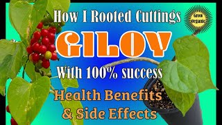 Giloy Health Benefits amp Side Effects  Rooting cuttings of Giloy 100 Success  Tinospora cordifolia [upl. by Gene]