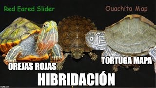 hibridacioĢn tortuga mapa y orejas rojas [upl. by Navac]