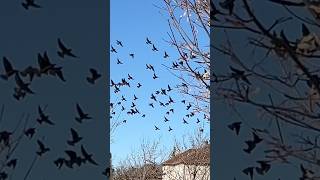 Look so many birds 😄🤣 birds nature canada quebec montreal [upl. by Naasar679]