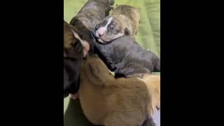 Mountain Cur Puppies 11 days old they were so damn cute Looking forward to the next litter [upl. by Alroy]