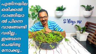 How to grow mint at home  കടയിൽ നിന്നും വാങ്ങുന്ന പുതിനത്തണ്ട് കൊണ്ട് കാട് പോലെ പുതിനയില [upl. by Lleze]