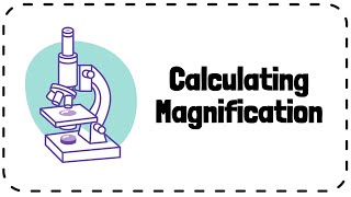 Calculating Magnification  GCSE Biology Revision [upl. by Alakcim130]