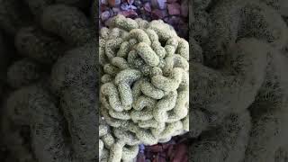 Mammillaria elongata Cristata 592 Day Timelapse Shorts cactus timelapse [upl. by Ecenaj]